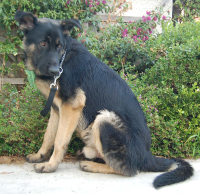 Axel von Cheviot sitting